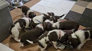 3+ Week Old English Springer Spaniel Puppy, Feeding and Playtime by Wixy Belle 373 views 2 weeks ago 3 minutes, 46 seconds