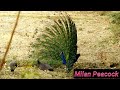 First Pecock Calling Peahen Then Playing With Her How ? ||Tech earth|| #excitedpeacock,