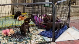 German Shorthaired Pointer Puppies