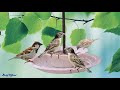 Homemade Bird Feeder - Building Hanging Bowl Bird Feeder Easy