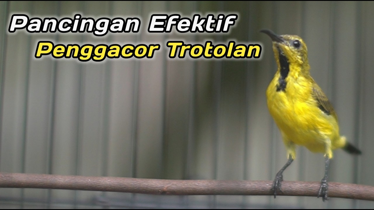 PANCINGAN SOGON BAHAN AGAR CEPAT NEMBAK‼️CUIT CUIT CERR BIKIN SOGON DISITU LANGSUNG GACOR NEMBAK