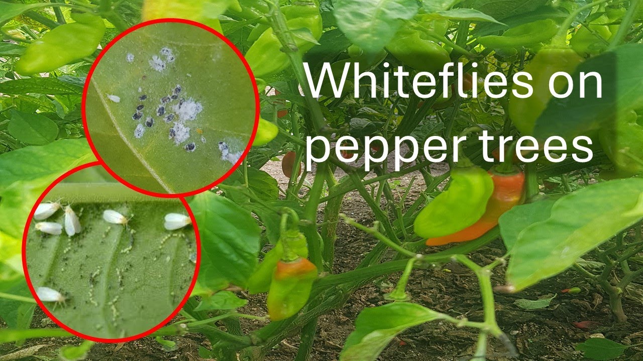 whiteflies-on-peppers-youtube