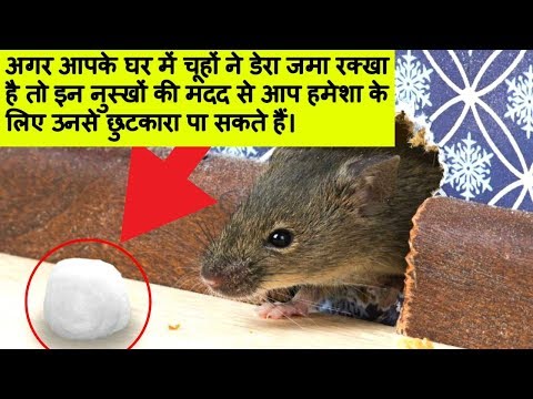 चूहों को घर से भागने के सबसे असरदार नुश्खे। How To Get Rid Of Rats / Keep Rats Away