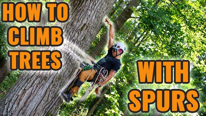 How to use tree climbing spurs/spikes 