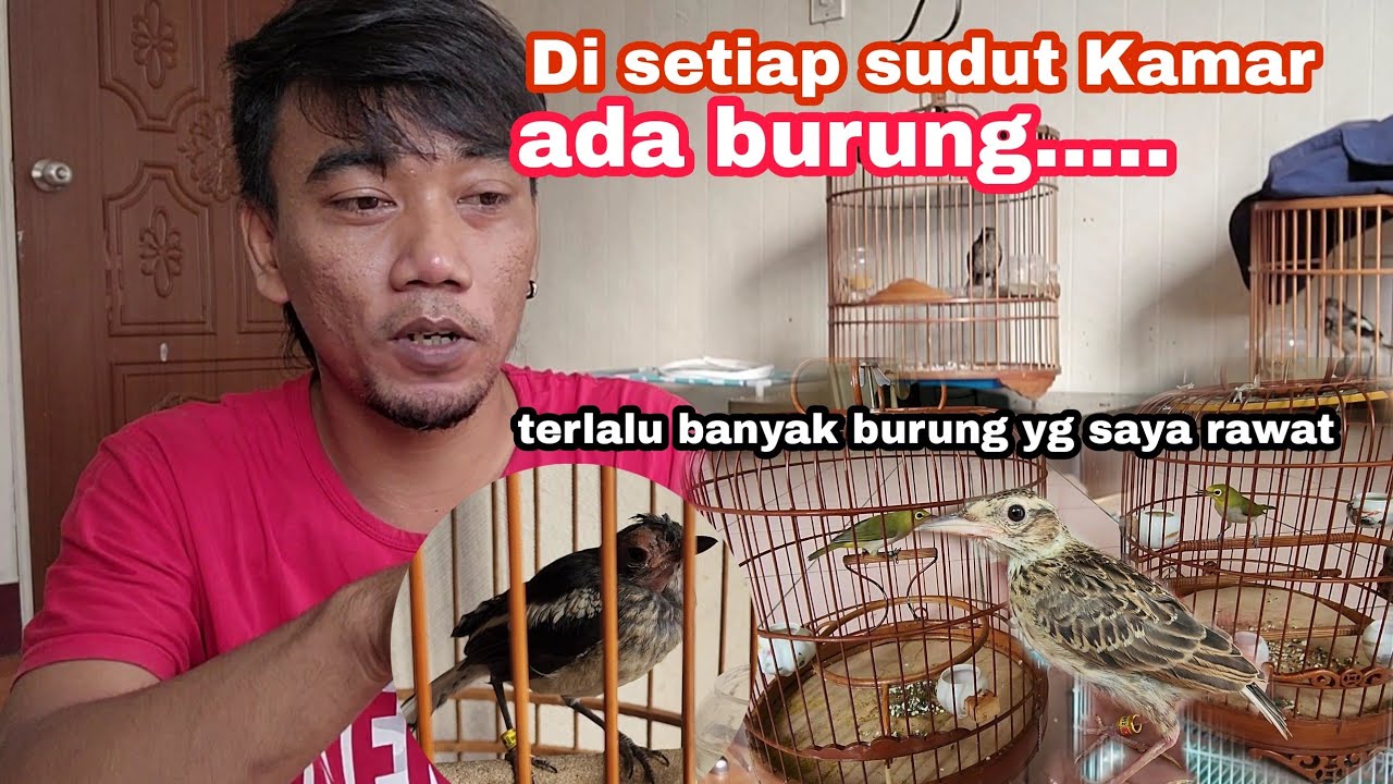 resiko miara burung banyak di setiap sudut kamar ada burung