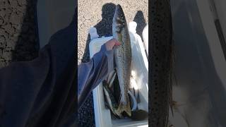 Easter feast with Whiting & Flathead on soft plastics !! screenshot 5