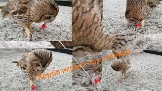 Совы это крылатые котики Совы это крылатые котики