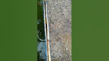 kasih makan ikan di pagi hari #lelekonsumsi #ikan #leleorganik #kolamikan #ikanlele #mancing