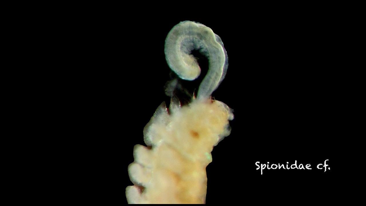 Zoología marina (especies no determinadas)