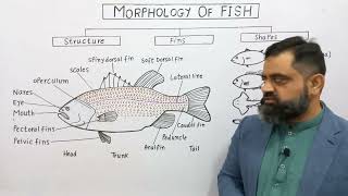 Morphology of Fish English Medium @prof.masoodfuzail| Structure of Fish | Shapes of Fish