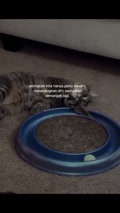 Story wa - dear diary