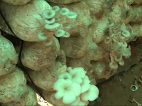 How to grow mushrooms of farmersការបណ្ដុះផ្សិត