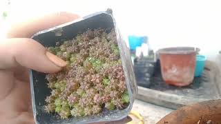 repotting gymno seedlings #succulentlowland #cactus #gymnocalicium #succulents