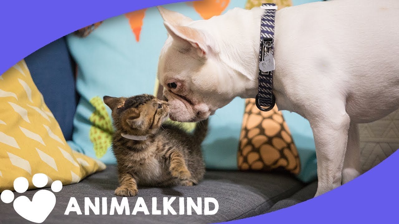 French bulldog has raised 17 kitties