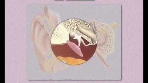 Sundaram Eclass Science concepts: Reverberation  (The Music of Sound)