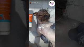 Süreyya Yalçın Köpeğine Güneş Kremi Sürdü