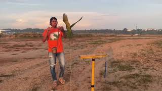 Red Bellied Macaw Dari Telur Hingga Ke Terbang Bebas Free Flight.