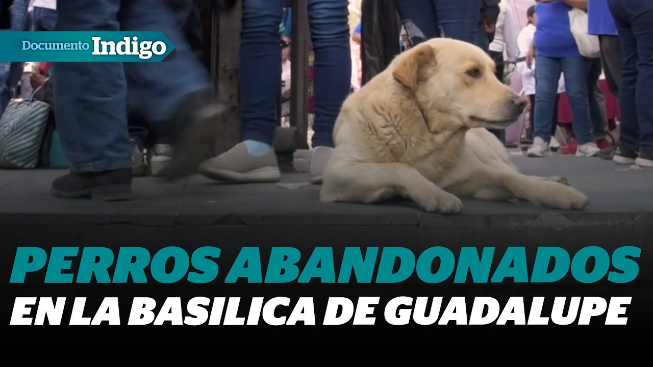 Abandono en la Basílica de Guadalupe: Los Perros Olvidados por los Peregrinos | Reporte Indigo