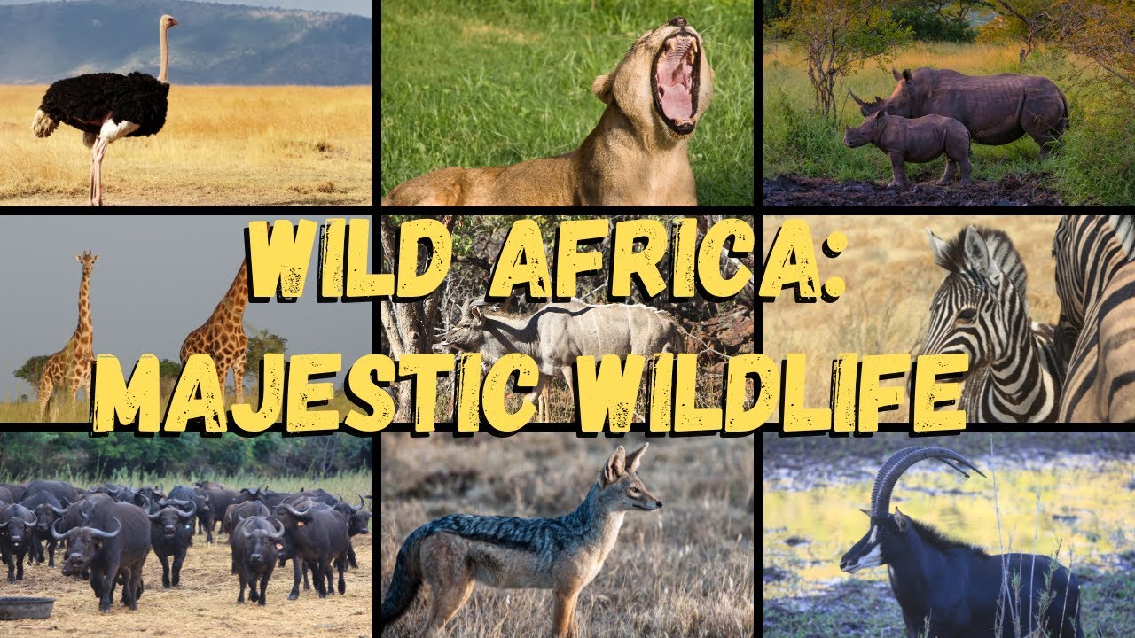 Wild Africa: Majestic Wildlife | Relaxing Nature Sounds - YouTube