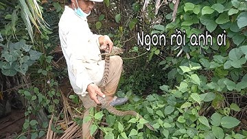 Thăm bẫy rắn gặp cao thủ bẫy rắn bằng lưới hốt liền con rắn bự quá hay | Cần gò Công