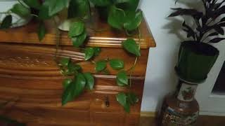 Комнатные цветы Самые легкие в уходе