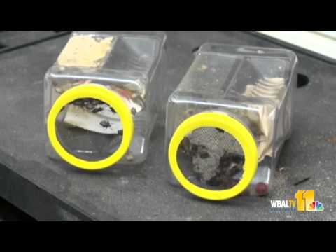 Video: Stink Bug Control: Sådan slipper du af Stink Bugs