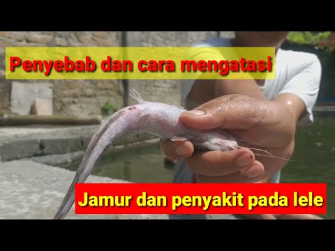 Video: Infeksi Bakteri (Aeromonas) Pada Ikan