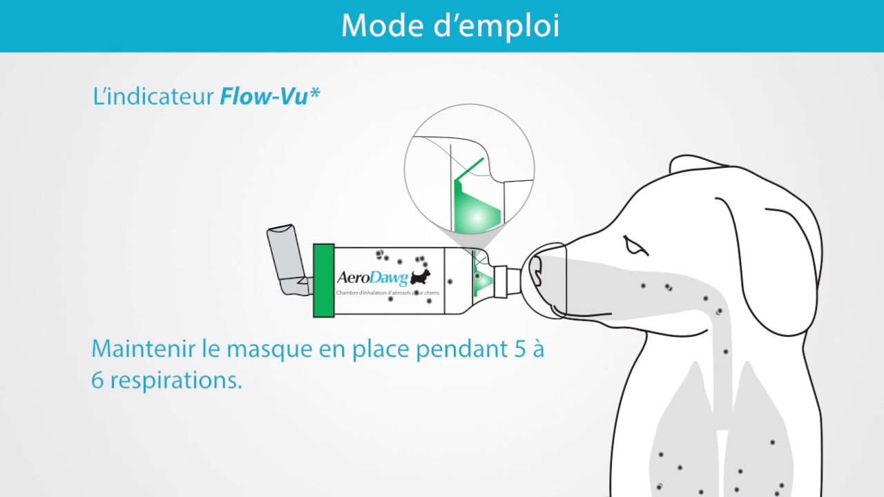 Comment Faire Des Inhalations Maison Pour Chien