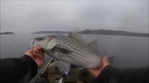 11-19-19 Lake Norman hybrids and SLAB crappies