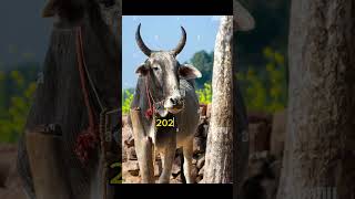 Mashallah 😍 #cow #qurbanvlogs #mashallah #viral