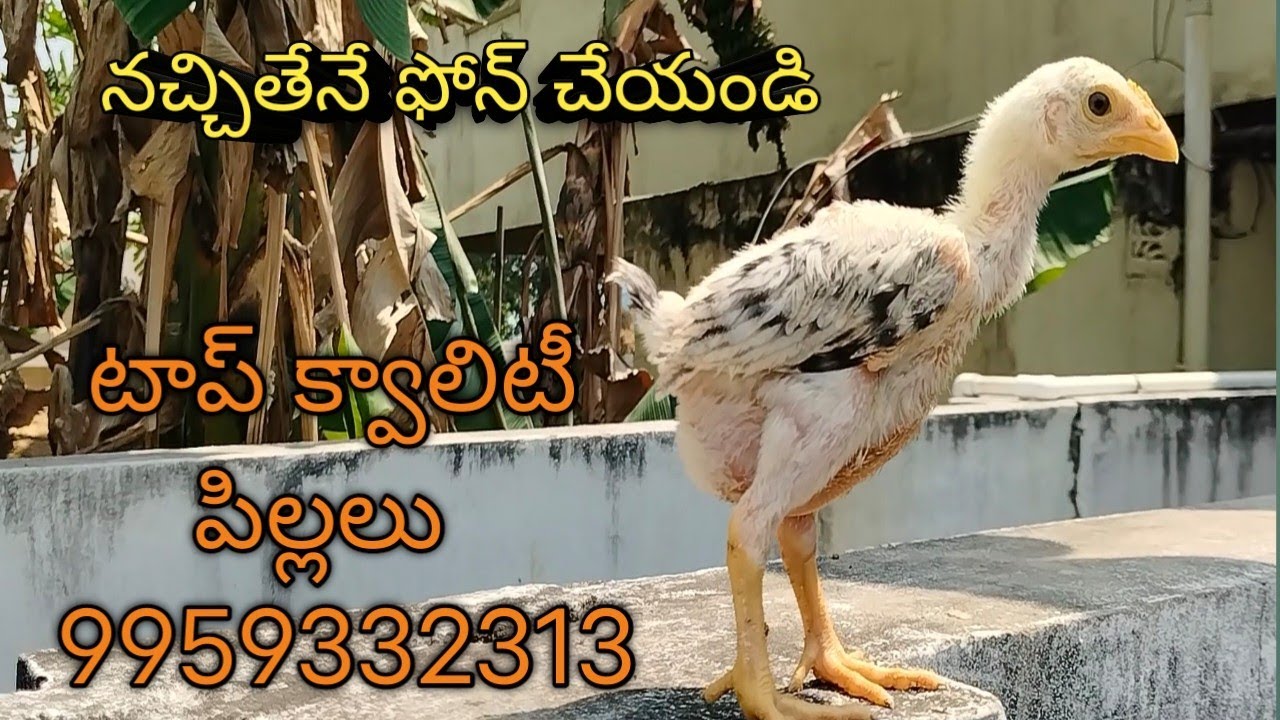 Sri asirithalli farms 9959332313