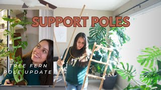 You Dont Want To Deal With Moss Poles? Heres Some Alternatives And Tree Fern Pole Update