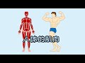 生物学 人体的肌肉 人体 生物学 人体的肌肉 人体