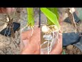 How to Propagate Ixora From Cuttings | Propagate Frog Tongue With Leaf Cuttings