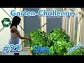wie dünge ich tomaten Tomaten Dünger für Ertrag main image 1