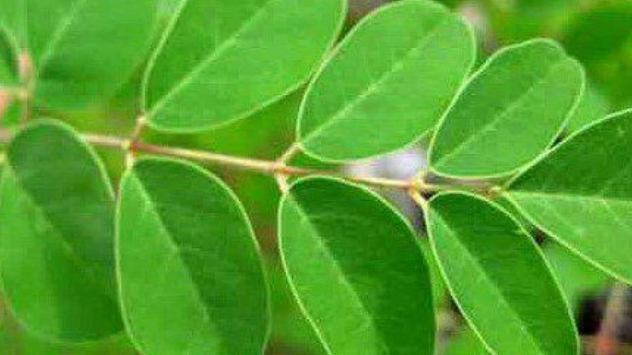 MANFAAT DAUN KELOR 