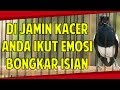 Kacer Kurang Emosi Langsung Bongkar Isian Ngobra Dengan Pancingan Suara Kacer Gacor Mp3 - Mp4 Download