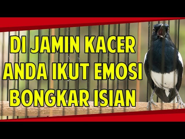 KACER KURANG EMOSI LANGSUNG BONGKAR ISIAN NGOBRA DENGAN PANCINGAN SUARA KACER GACOR class=