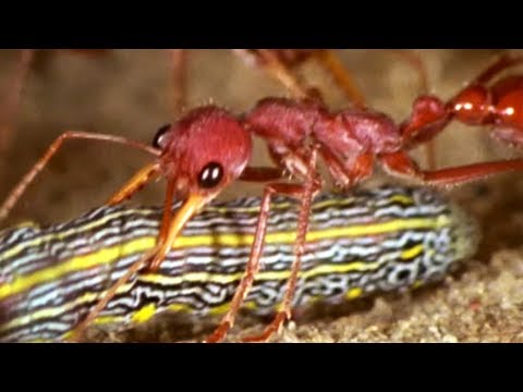 Facts About Ants 🐜 - Secret Nature | Ant Documentary | Natural History Channel