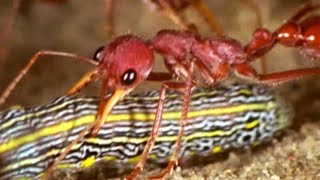 Facts About Ants 🐜 - Secret Nature | Ant Documentary | Natural History Channel