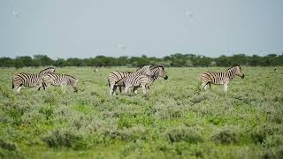 Burchell's zebra herd grazing peacefully in lush green savanna of Etosha National Park, with small