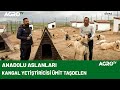 Sivasn en byk kangal iftlii  agro tv