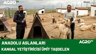 Sivas’ın En Büyük Kangal Çiftliği / AGRO TV