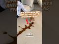 Anti Air dan Noda #faktaunik #aneh #facts