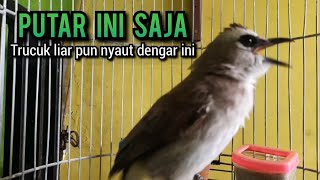 SUARA trucukan gacor tarung ROPEL PANJANG pancingan trucukan agar bunyi JADIKAN trucuk gacor EMOSI