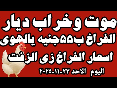 اسعار الفراخ البيضاء اليوم سعر الفراخ البيضاء اليوم الاحد ٢٣ ١١ ٢٠٢٥ في المحلات في مصر