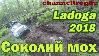 Сериал Ladoga. Соколий мох. Сериал Ladoga. Соколий мох.