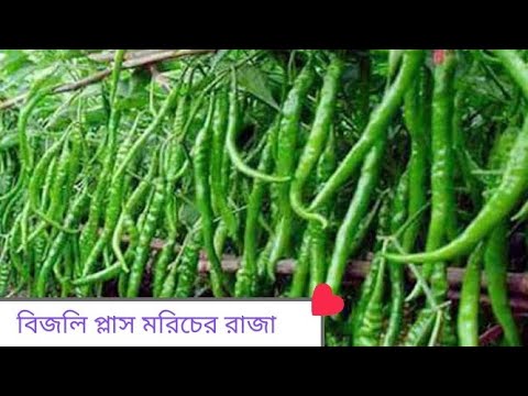 ভিডিও: গোলাপী Currant (12 ছবি): 