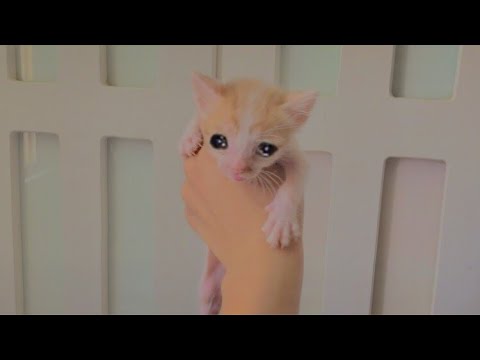 فيديو: مؤلم البطن في القطط