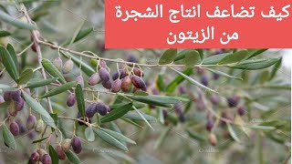 كيف تزيد من انتاج شجرة الزيتون البعلية :نظام الري التكميلي